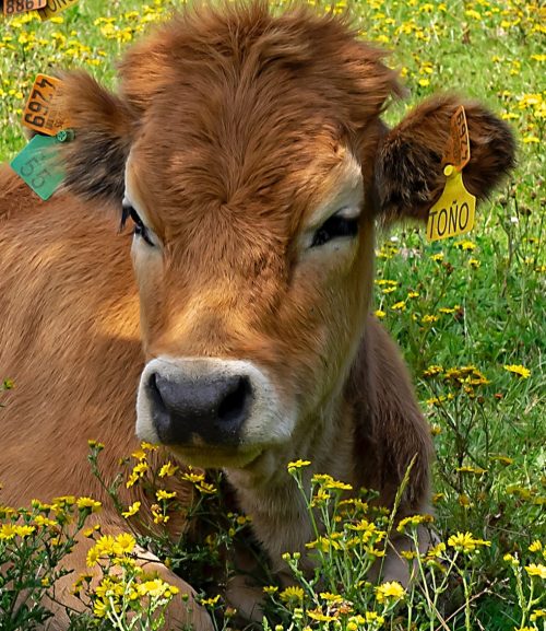 Primer plano de cabeza de ternera en el campo. Terneras felices, criadas en libertad de Vuelta y Vuelta