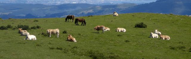 Un campo con vacas y caballos en libertad, felices.