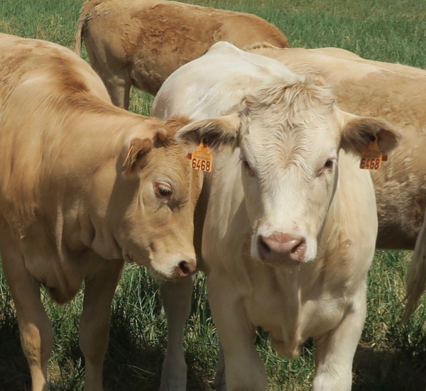 Terneras de ganadería extensiva Vuelta y Vuelta en el campo, pastoreadas libres. Terneras felices